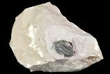 Pseudocryphaeus (Cryphina) Trilobite - Lghaft, morocco #165935-1